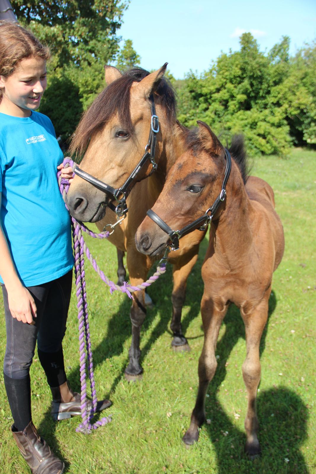 New Forest Mortensmindes picasso billede 12