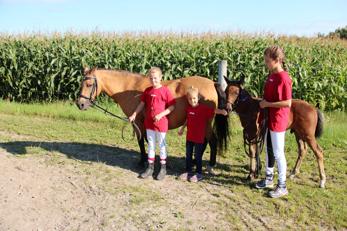 New Forest Mortensmindes picasso - Følskue billede 14