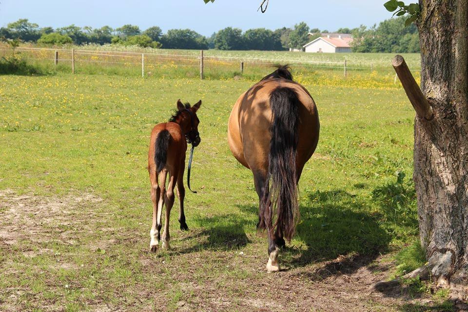 New Forest Mortensmindes picasso - 2013 billede 3