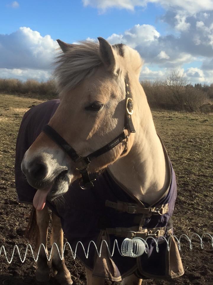 Fjordhest Thilde billede 36