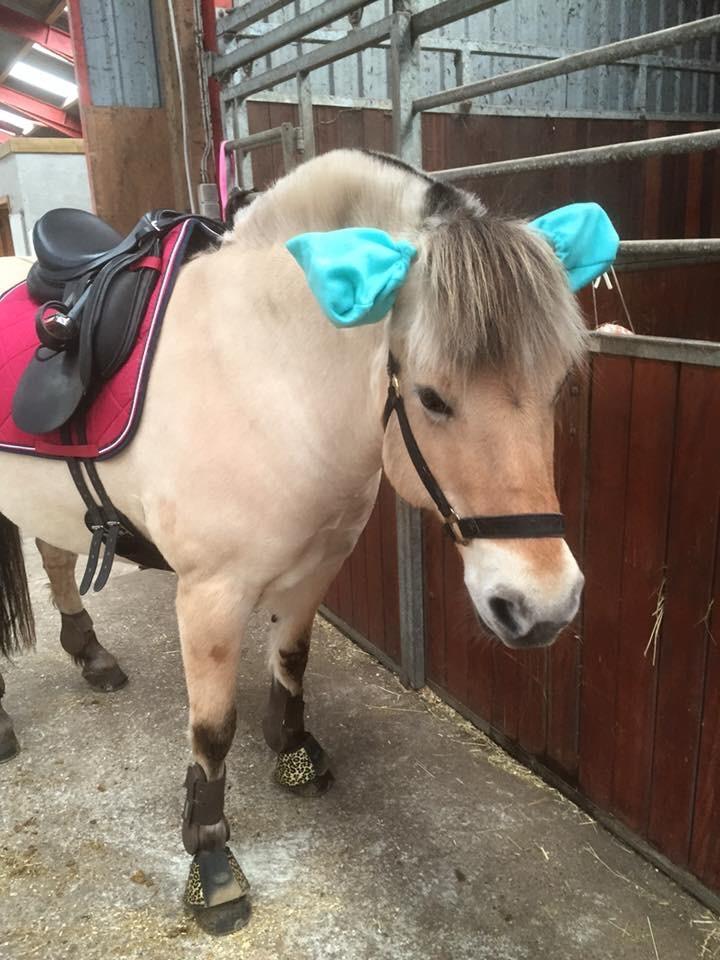 Fjordhest Thilde billede 38