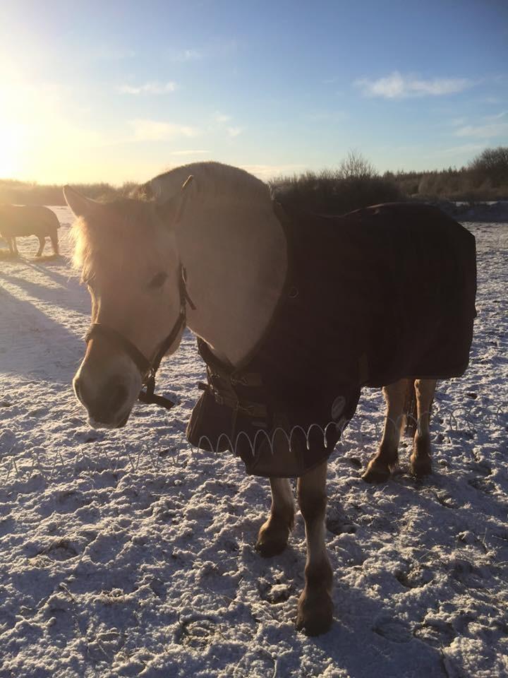 Fjordhest Thilde billede 40