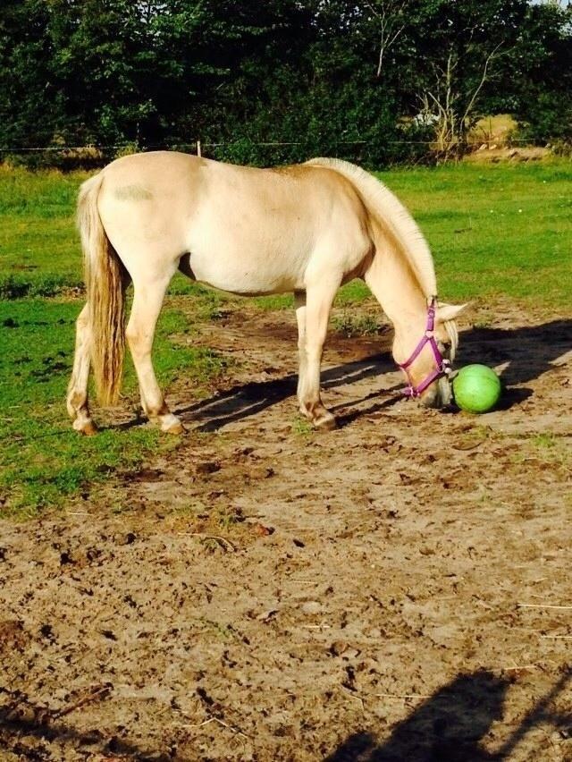 Fjordhest Vikkelsøe's unika billede 6