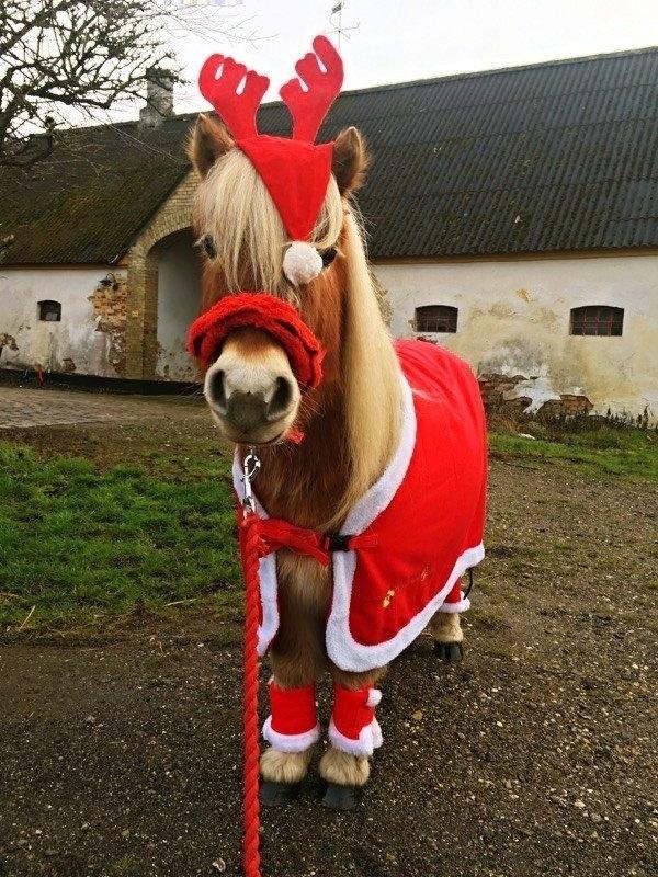 Shetlænder Walentin - Julenpony, 2015 billede 13
