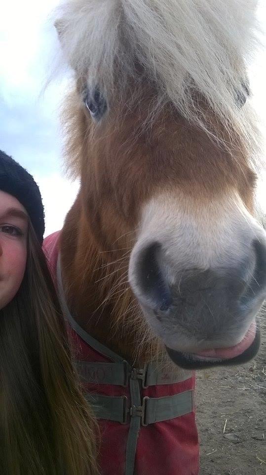 Shetlænder Walentin - Selfie x3 billede 20