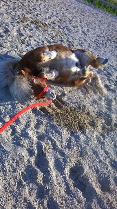 Shetlænder Walentin - Rulle rulle rulle xD billede 21