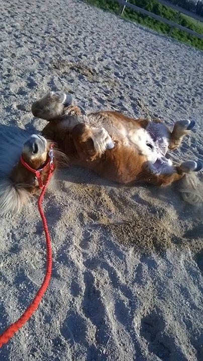 Shetlænder Walentin - Og lidt mere rul xD billede 22