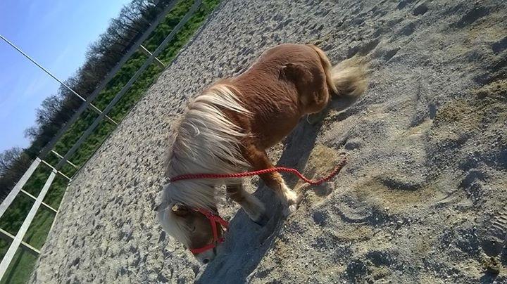 Shetlænder Walentin - Så er vi færdige <3 billede 23