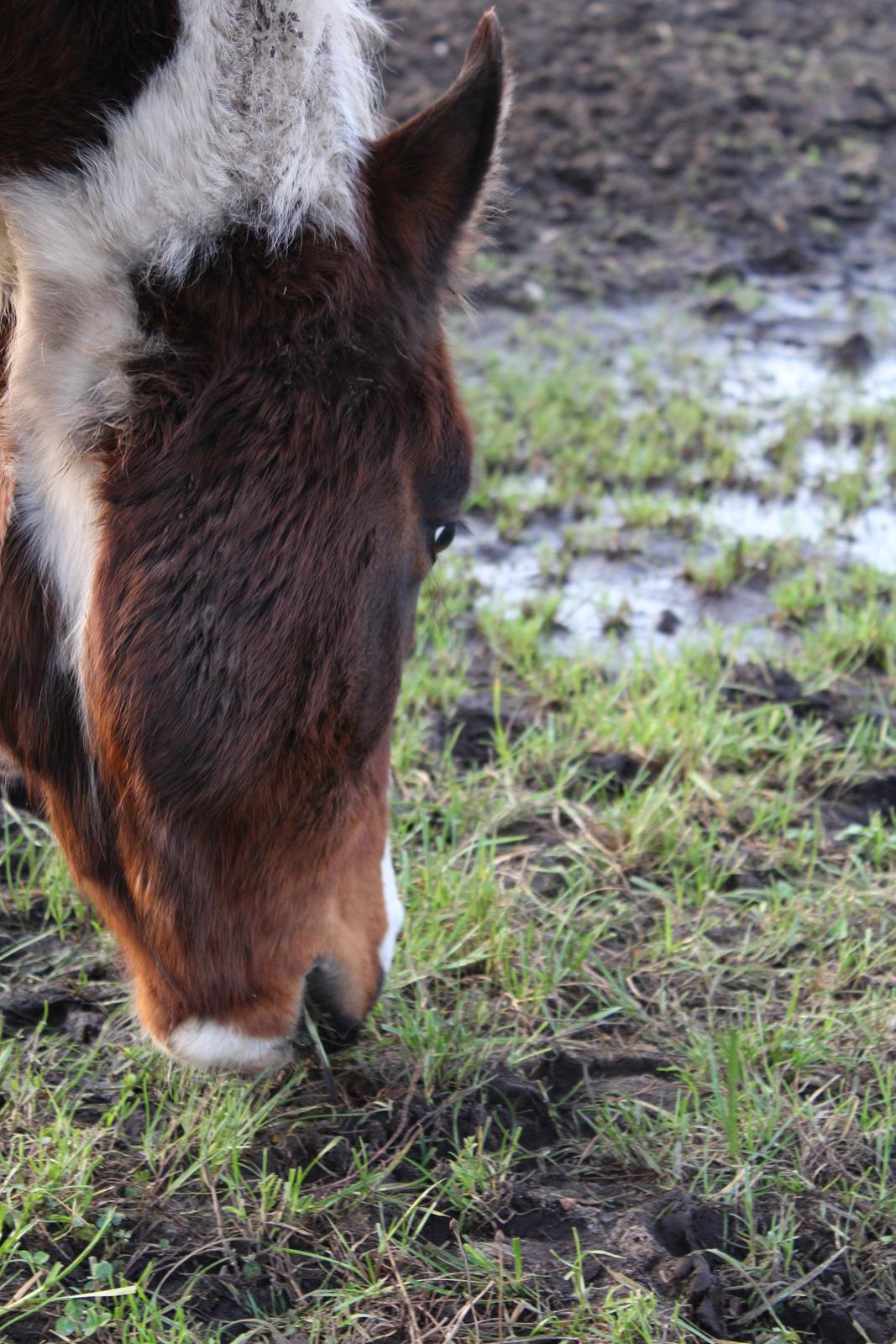 Anden særlig race Bugatti - 30. December 2015 billede 8