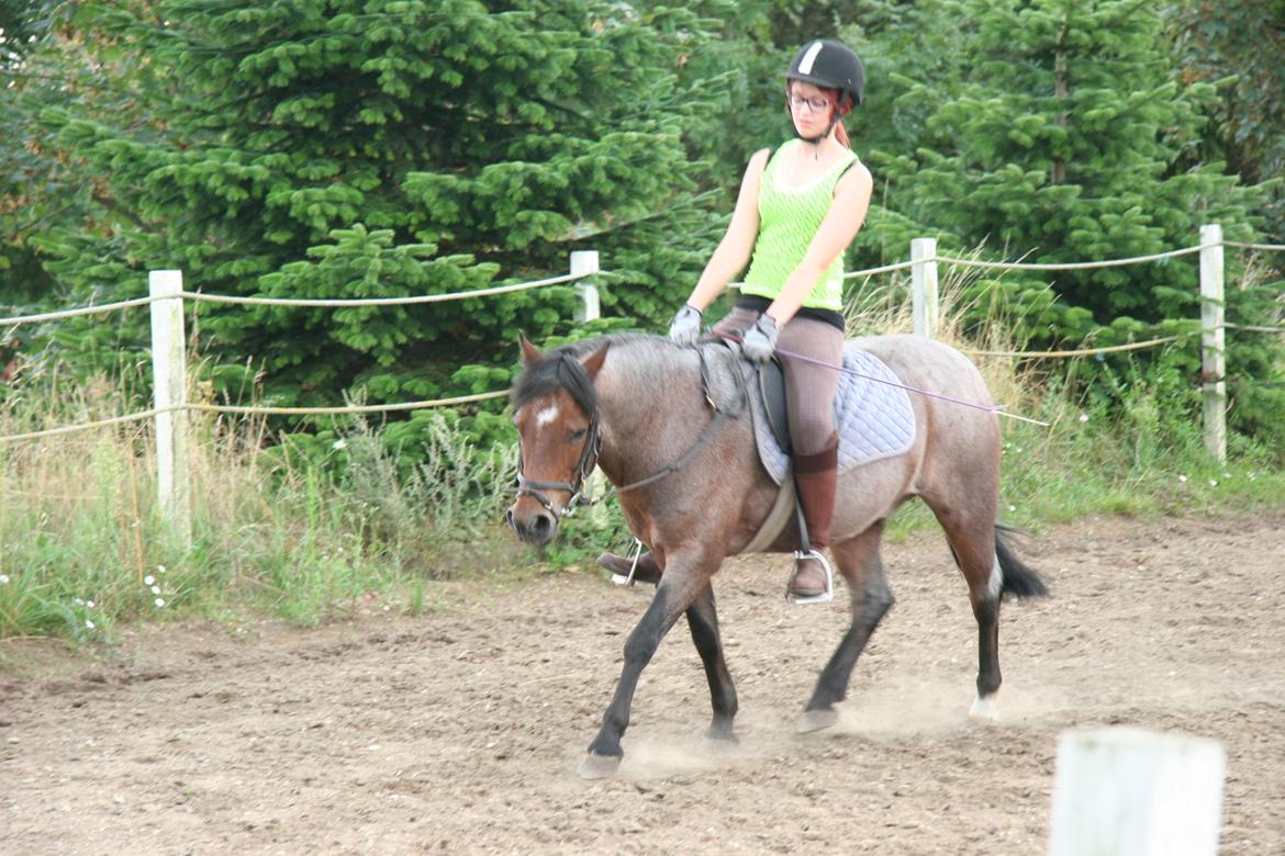 Welsh Mountain (sec A) Mr. Jones - Fra jeg var ude at besøge ham, et halvt år efter jeg stoppede med at ride ham. <3 billede 15