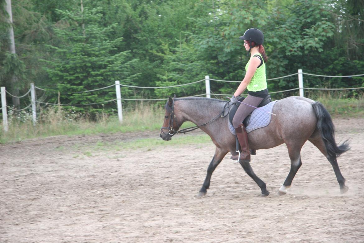 Welsh Mountain (sec A) Mr. Jones - Fra jeg var ude at besøge ham, et halvt år efter jeg stoppede med at ride ham. <3 billede 21