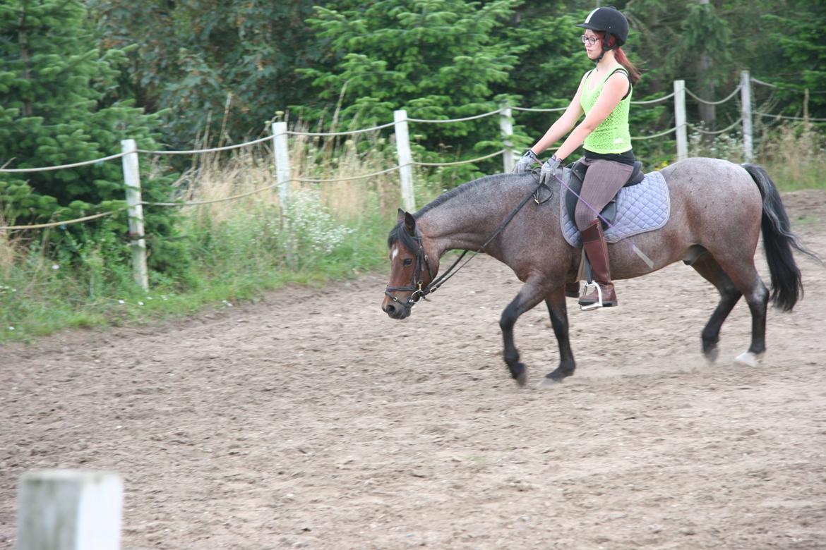 Welsh Mountain (sec A) Mr. Jones - Fra jeg var ude at besøge ham, et halvt år efter jeg stoppede med at ride ham. <3 billede 41