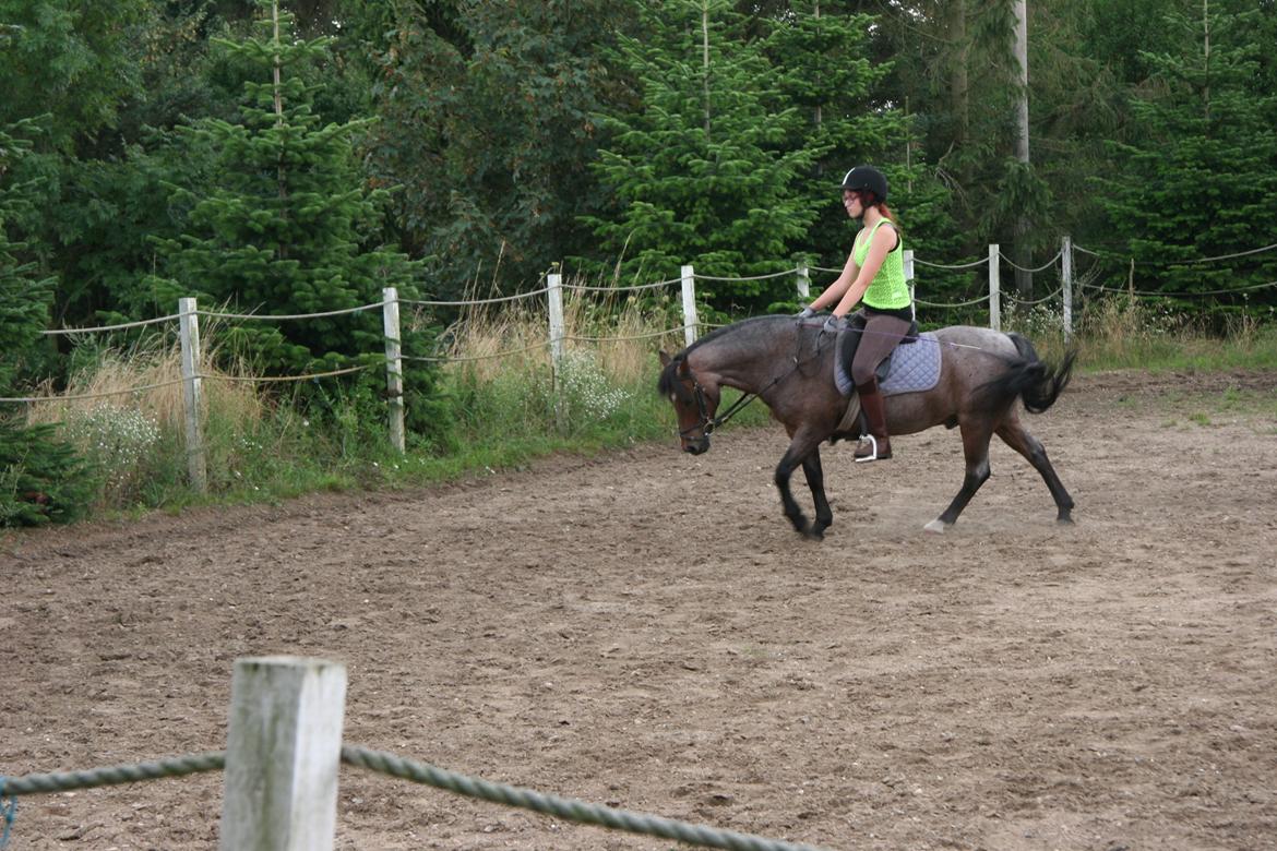 Welsh Mountain (sec A) Mr. Jones - Fra jeg var ude at besøge ham, et halvt år efter jeg stoppede med at ride ham. <3 billede 9