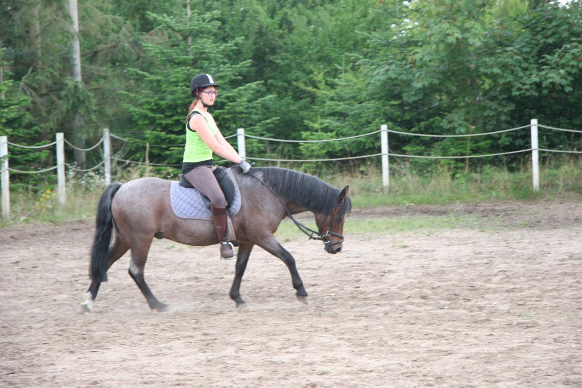 Welsh Mountain (sec A) Mr. Jones - Fra jeg var ude at besøge ham, et halvt år efter jeg stoppede med at ride ham. <3 billede 28