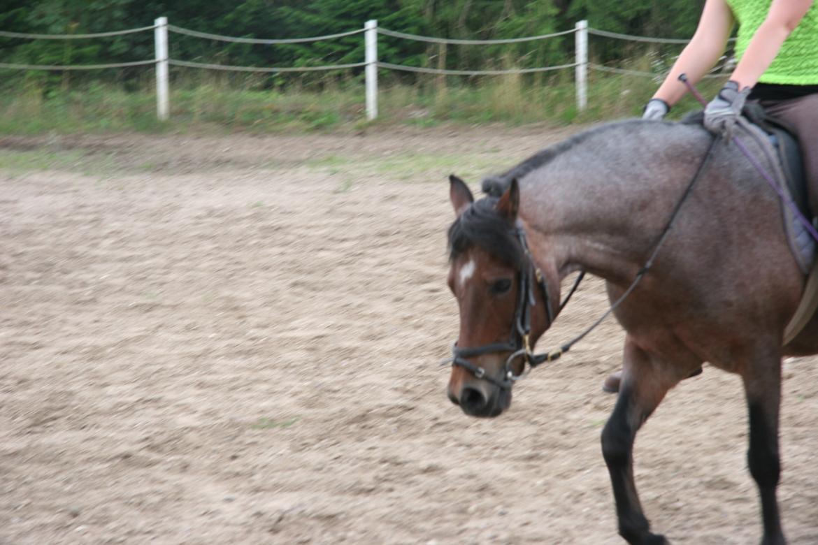 Welsh Mountain (sec A) Mr. Jones - Fra jeg var ude at besøge ham, et halvt år efter jeg stoppede med at ride ham. <3 billede 32