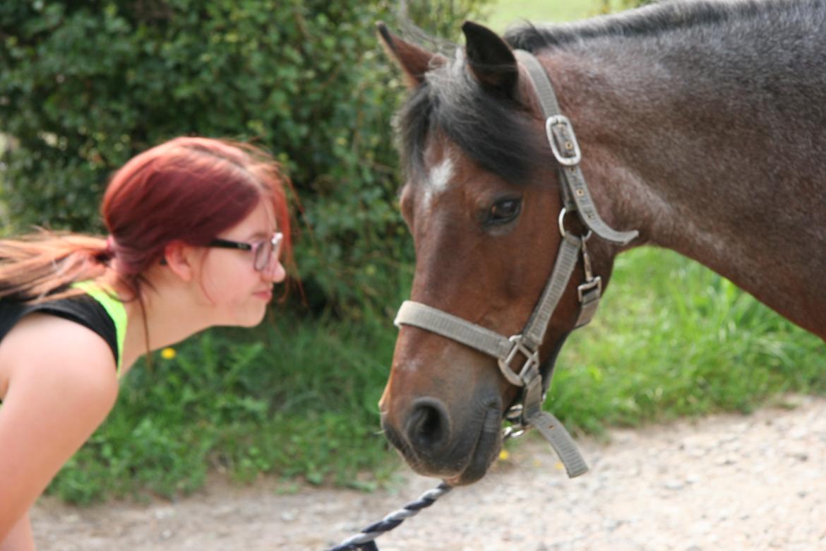 Welsh Mountain (sec A) Mr. Jones - Fra jeg var ude at besøge ham, et halvt år efter jeg stoppede med at ride ham. <3 billede 12