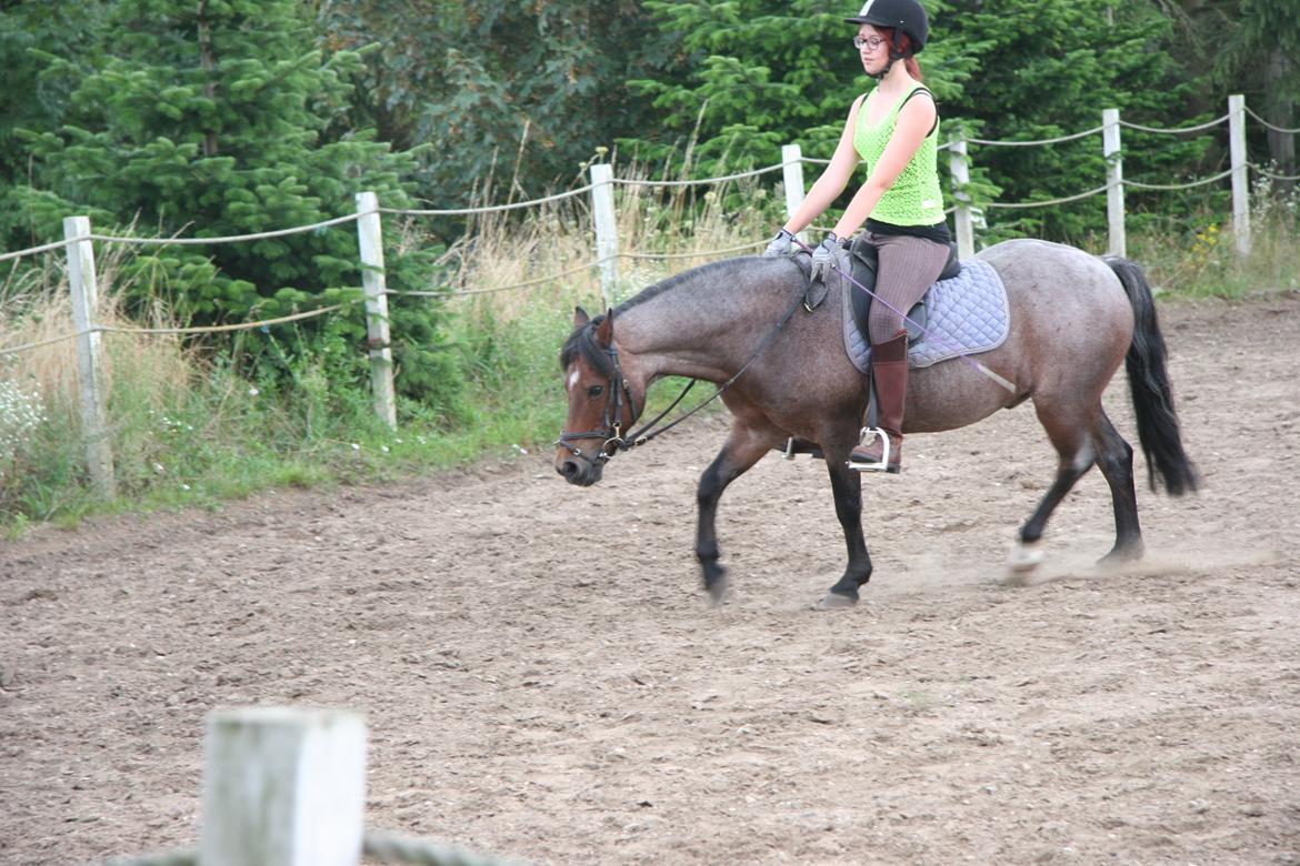 Welsh Mountain (sec A) Mr. Jones - Fra jeg var ude at besøge ham, et halvt år efter jeg stoppede med at ride ham. <3 billede 24