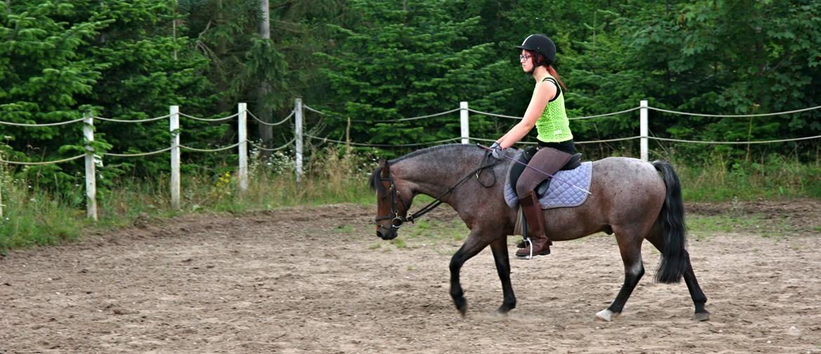 Welsh Mountain (sec A) Mr. Jones - Fra jeg var ude at besøge ham, et halvt år efter jeg stoppede med at ride ham. <3 billede 6