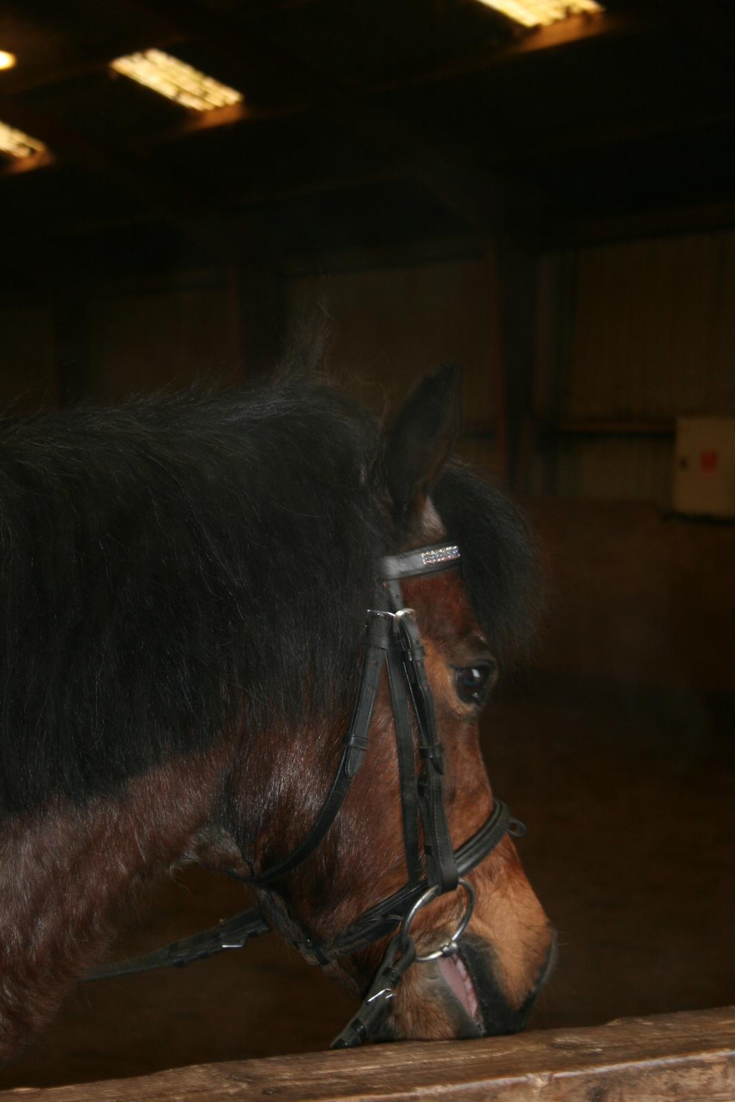 Welsh Mountain (sec A) Mr. Jones billede 17