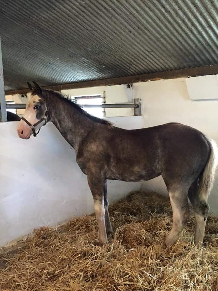 Dansk Varmblod Rosenlunds St. Tropez *solgt* billede 2