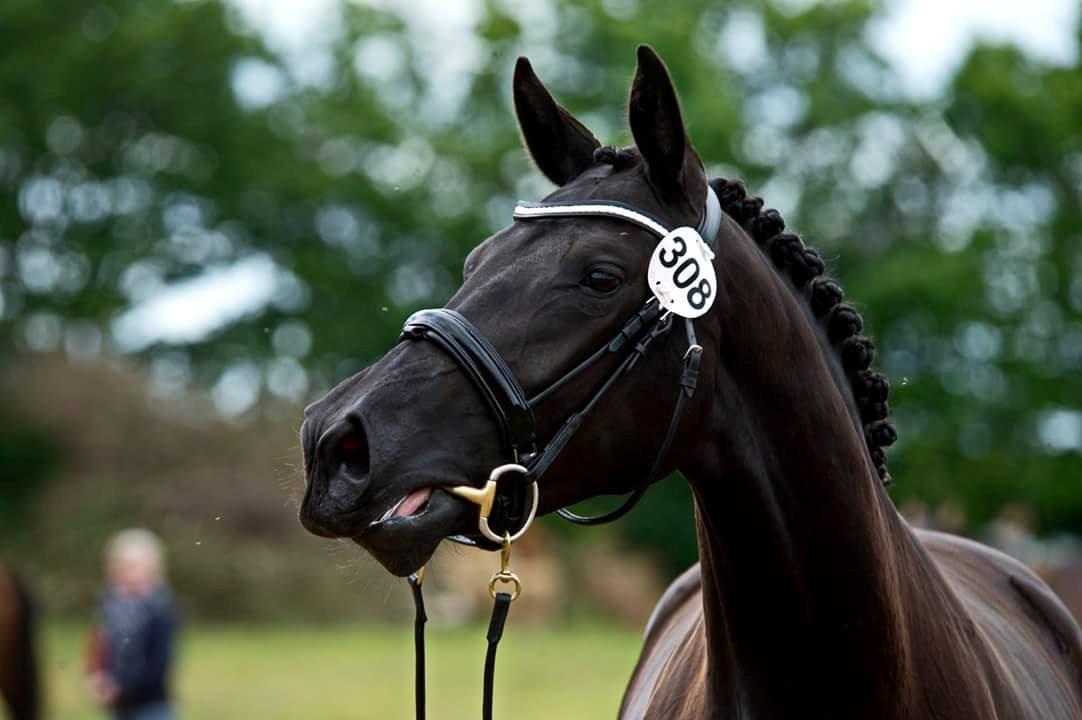 Dansk Varmblod Hejbøls Unik  billede 9