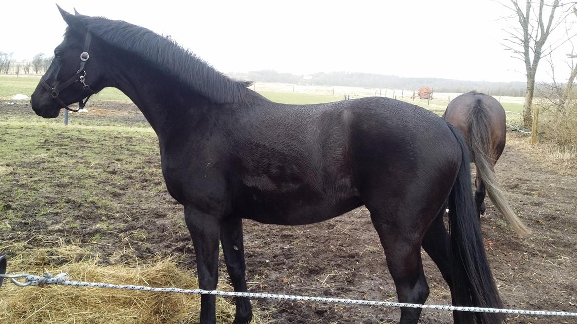 Dansk Varmblod Hejbøls Unik  billede 7