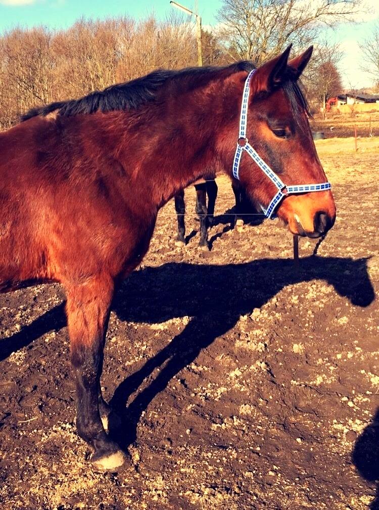 Anden særlig race Damtofts Valdemar - Sidste dag med Valdemar, købskontrakten er underskrevet. 26. februar 2016 billede 3