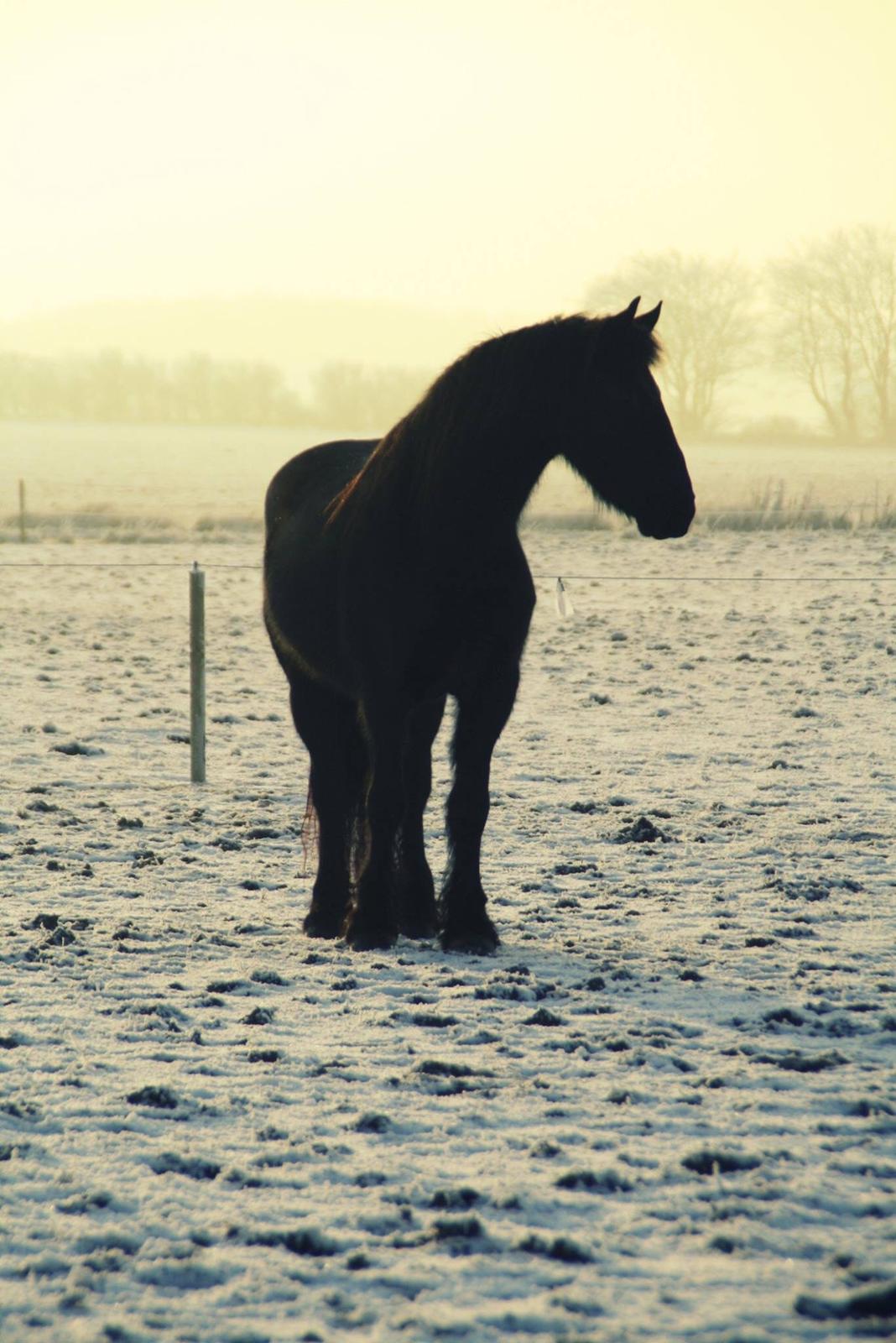 Frieser Stålkærgaards Fritz billede 3