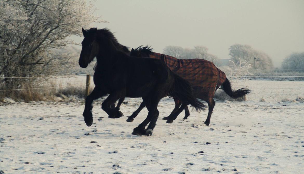 Frieser Stålkærgaards Fritz billede 4