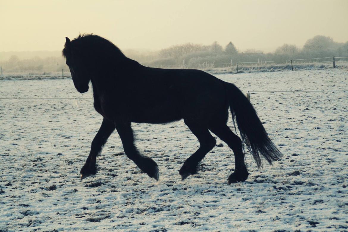 Frieser Stålkærgaards Fritz billede 5