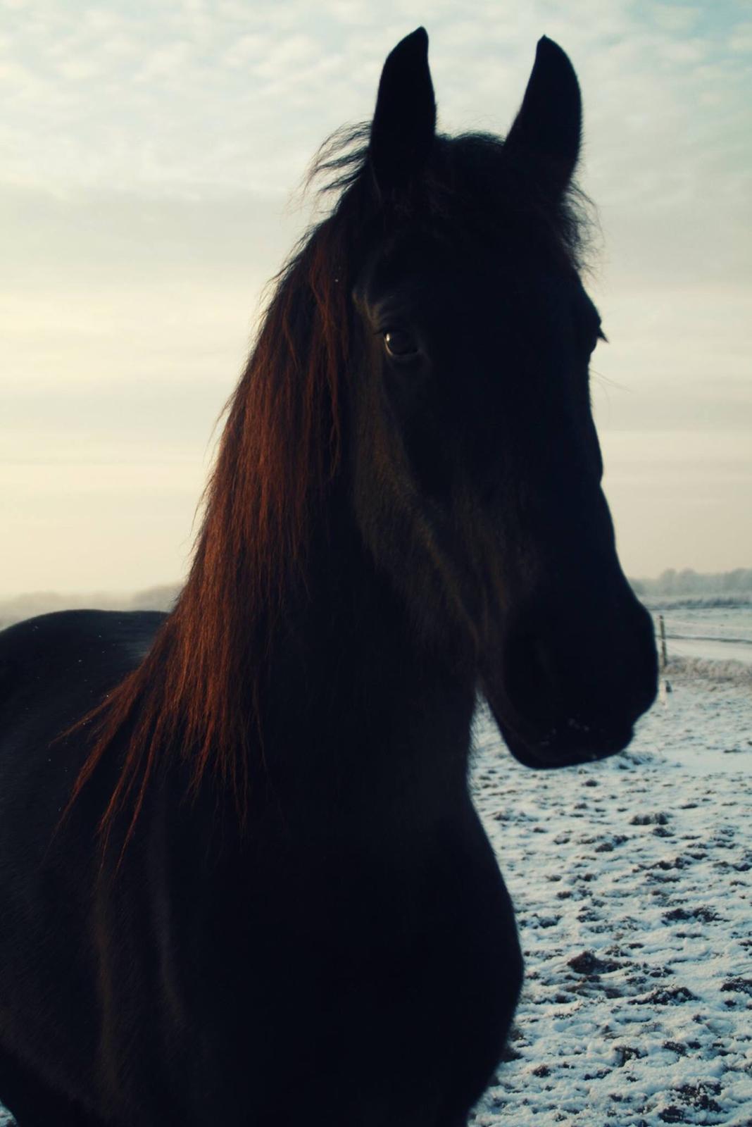 Frieser Stålkærgaards Fritz billede 7