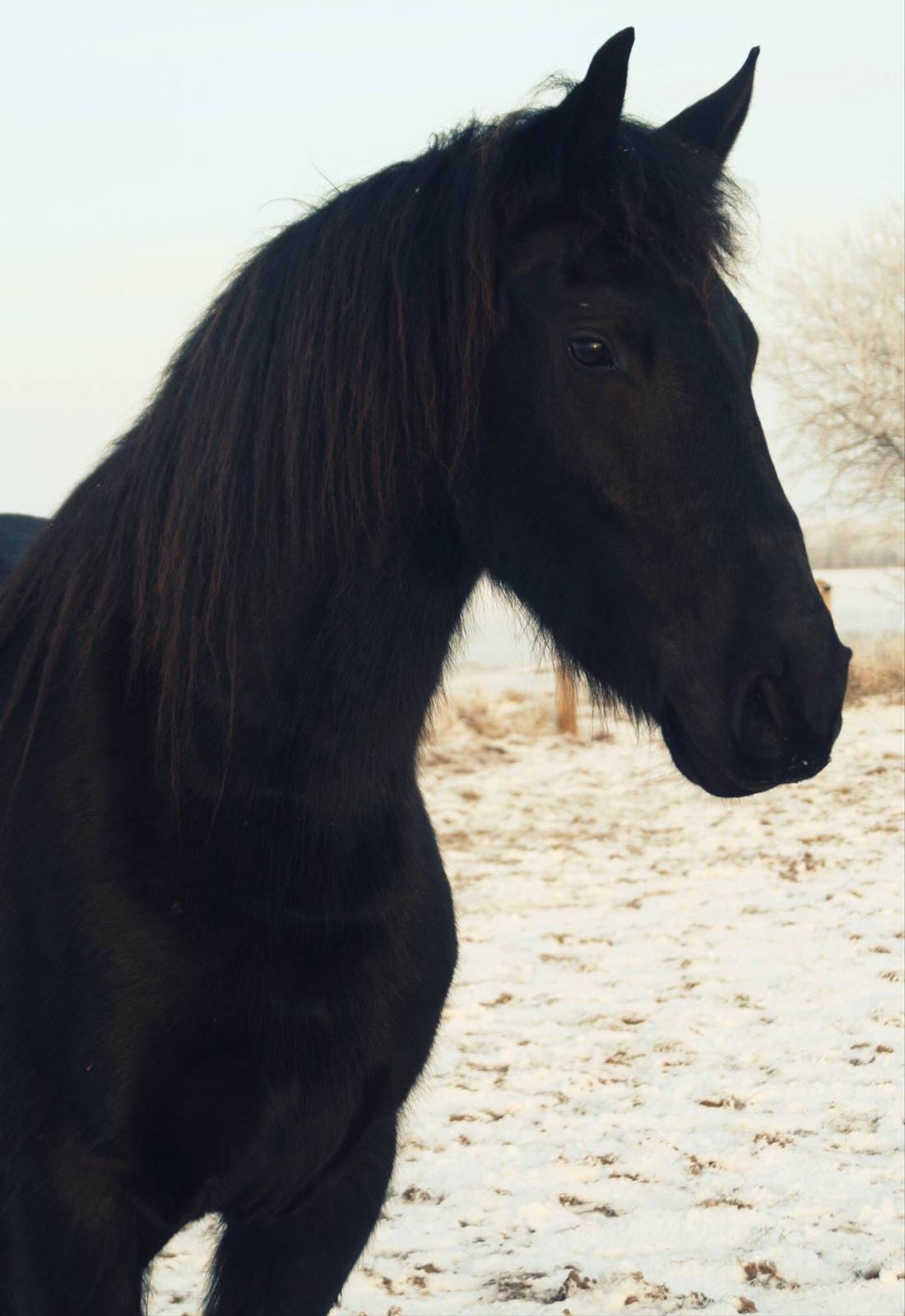 Frieser Stålkærgaards Fritz billede 8