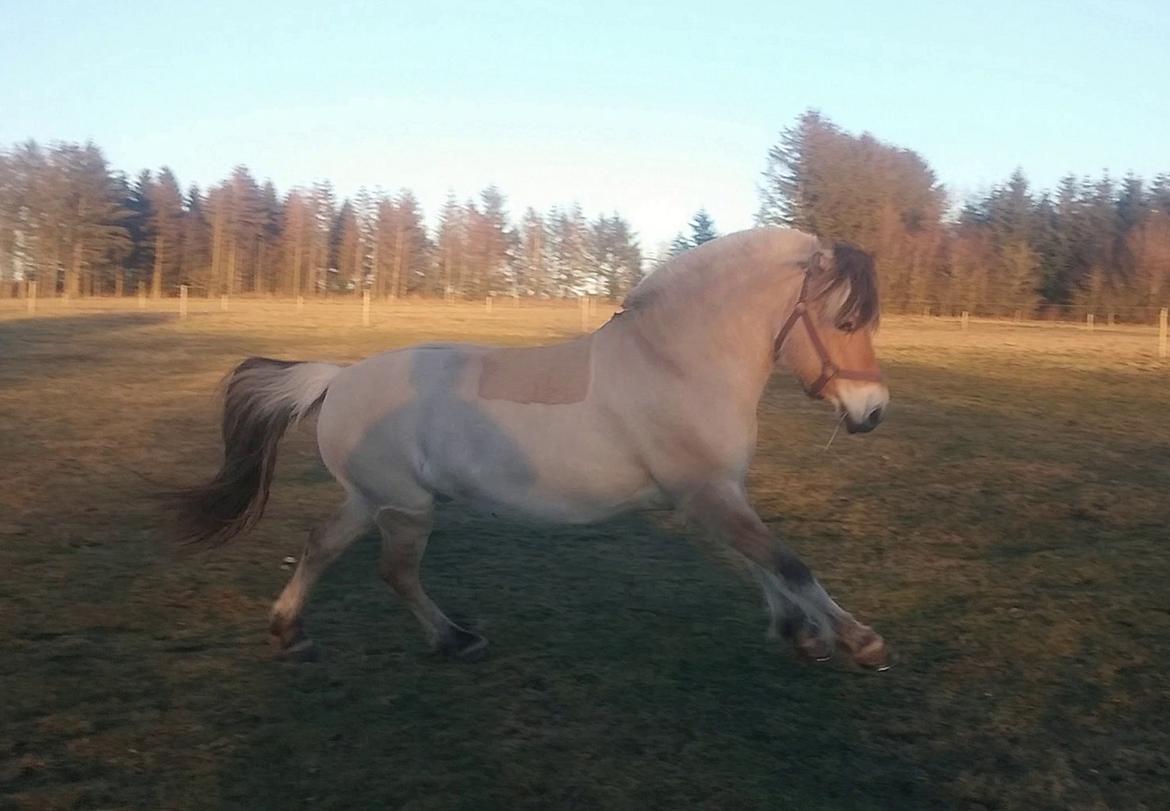 Fjordhest KIRSTINE VÅRBY billede 31