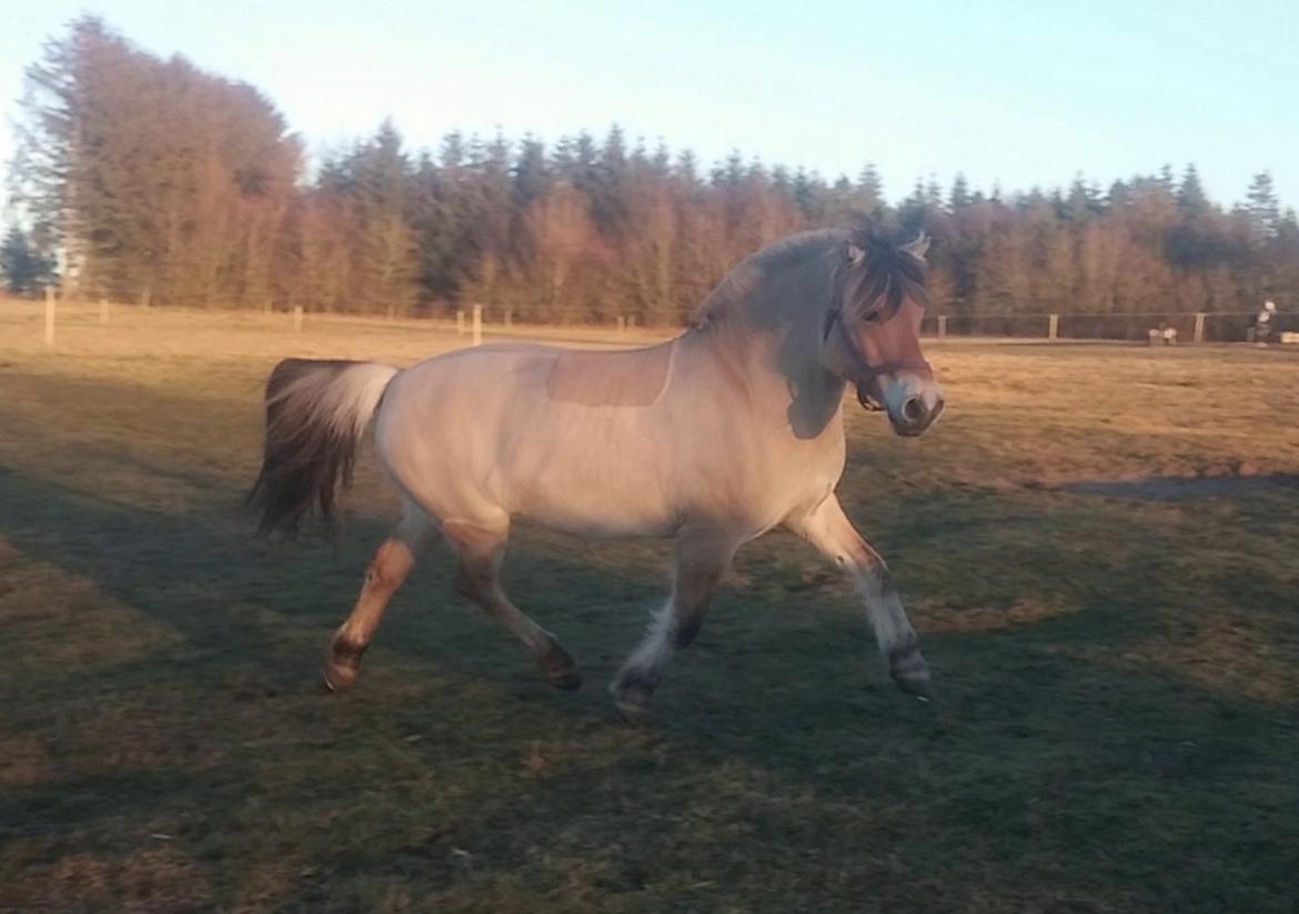 Fjordhest KIRSTINE VÅRBY billede 33