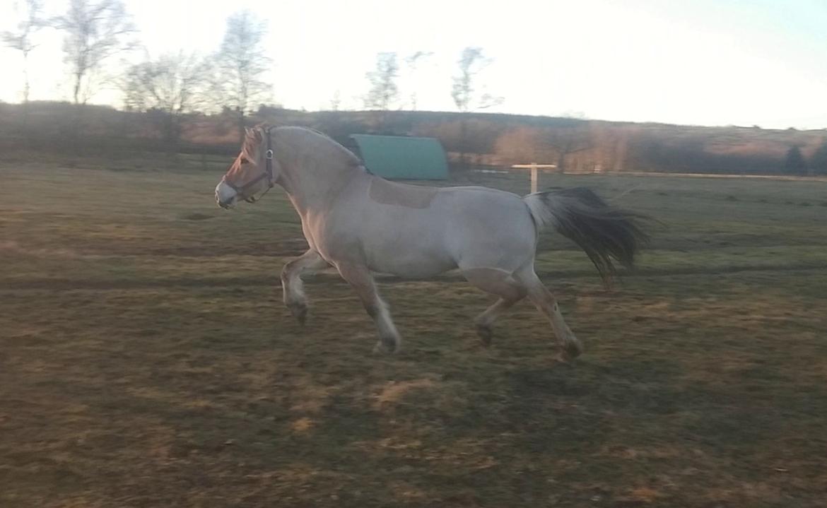 Fjordhest KIRSTINE VÅRBY billede 48