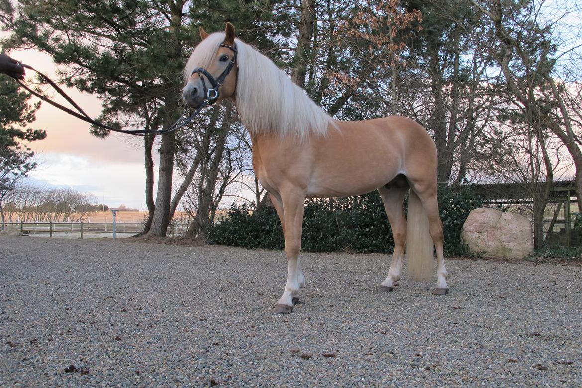 Haflinger Artaud Classwei af Åtte Bjerge - Marts 2016 billede 15