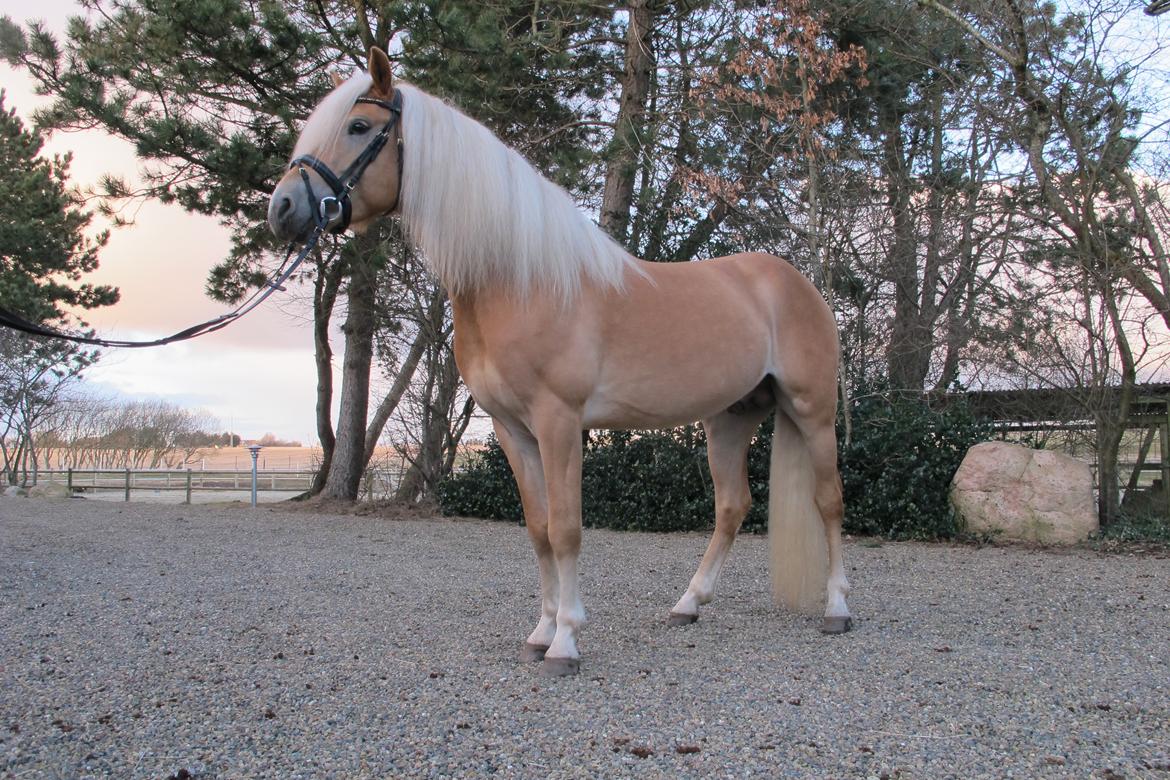 Haflinger Artaud Classwei af Åtte Bjerge - Marts 2016 billede 14