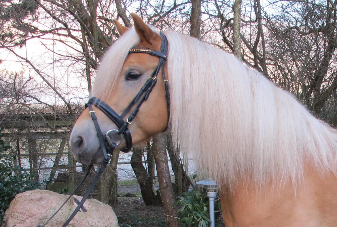 Haflinger Artaud Classwei af Åtte Bjerge - Marts 2016 billede 16