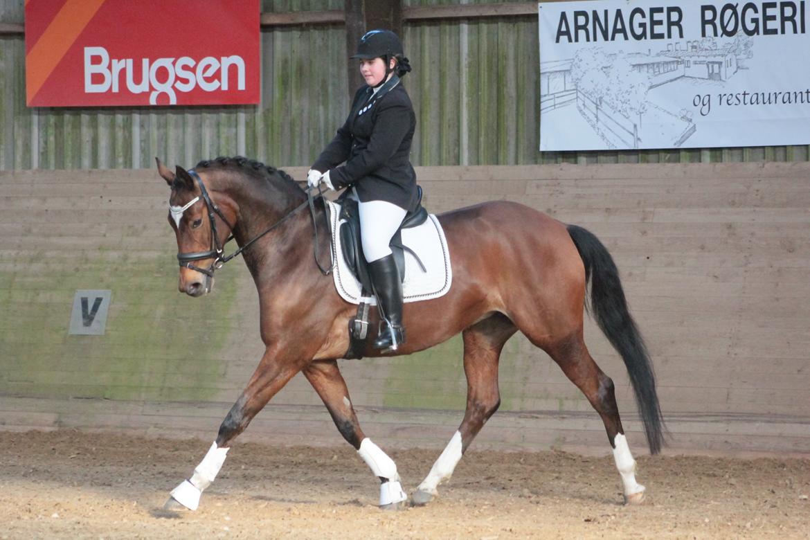 Trakehner Istar billede 1