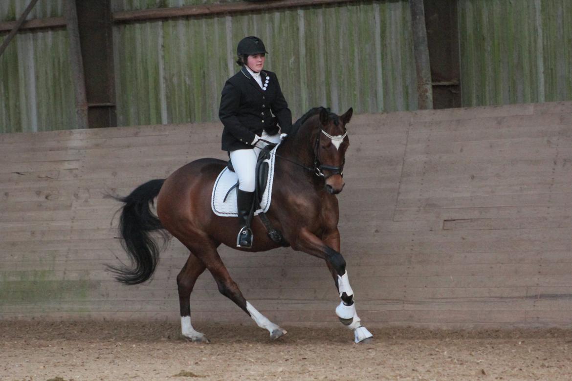 Trakehner Istar billede 17