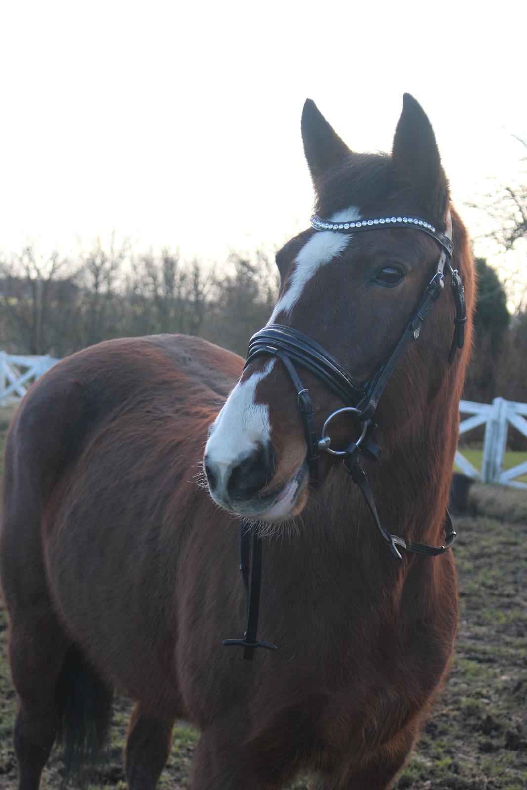 DSP Ronja  - Februar 2016 billede 12