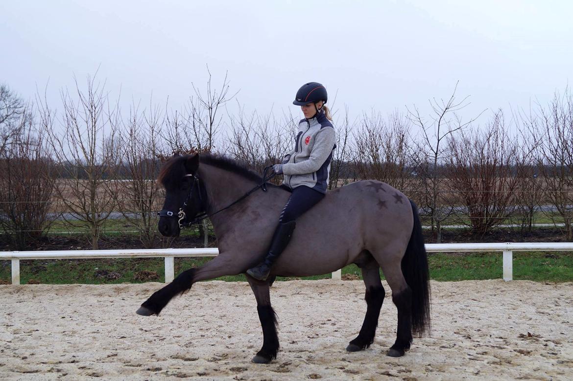 Islænder Freki fra Truust - Freki i Januar 2016 billede 1