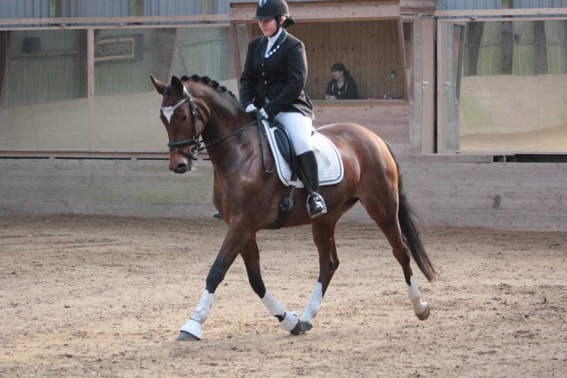 Trakehner Istar billede 20