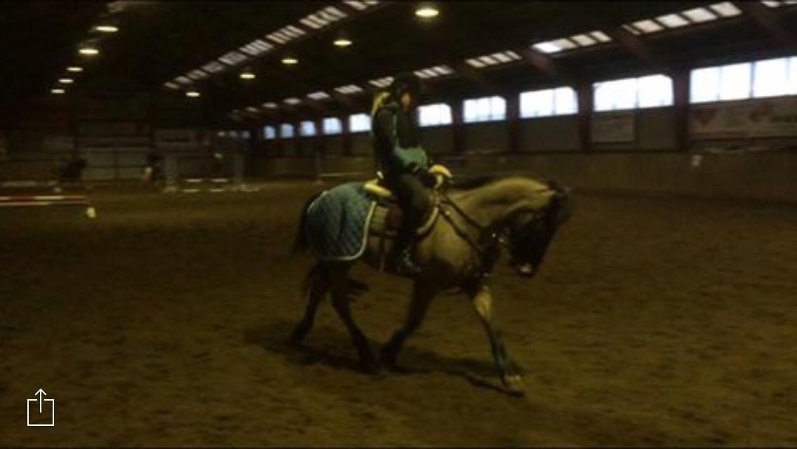 New Forest My little pony topper  billede 16