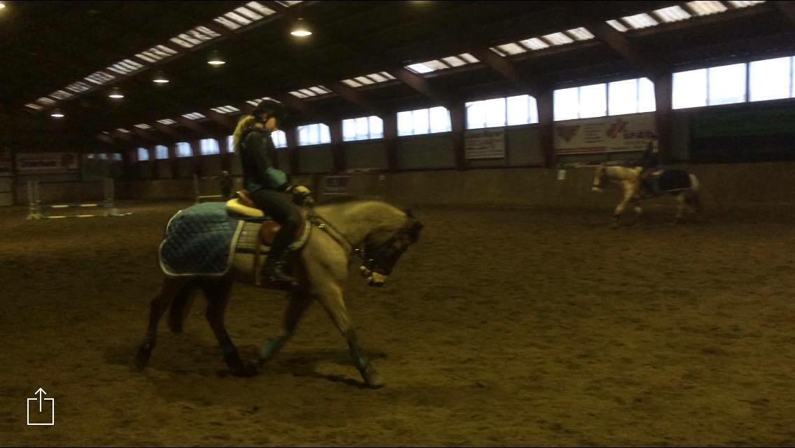 New Forest My little pony topper  billede 18