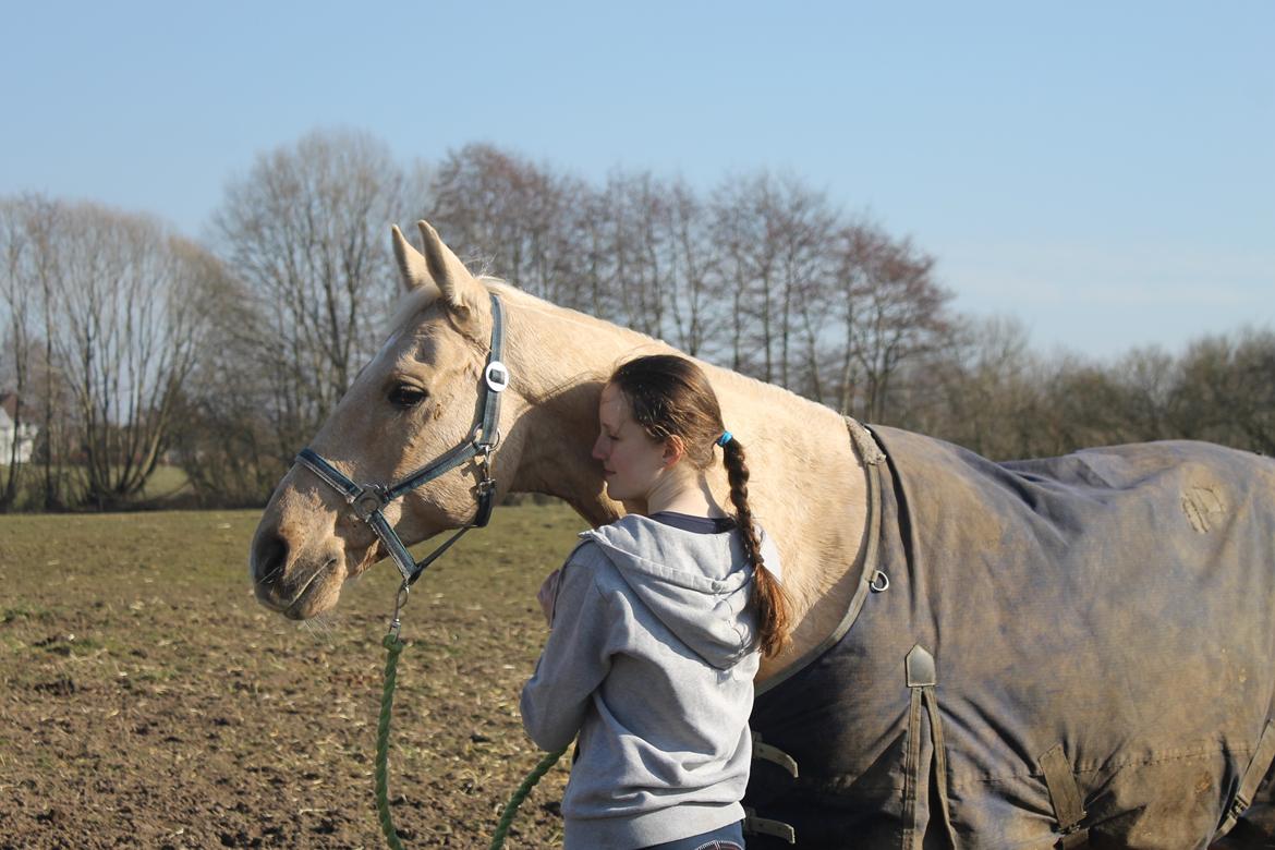 Palomino Slotshus Kalif *SOLGT* billede 16