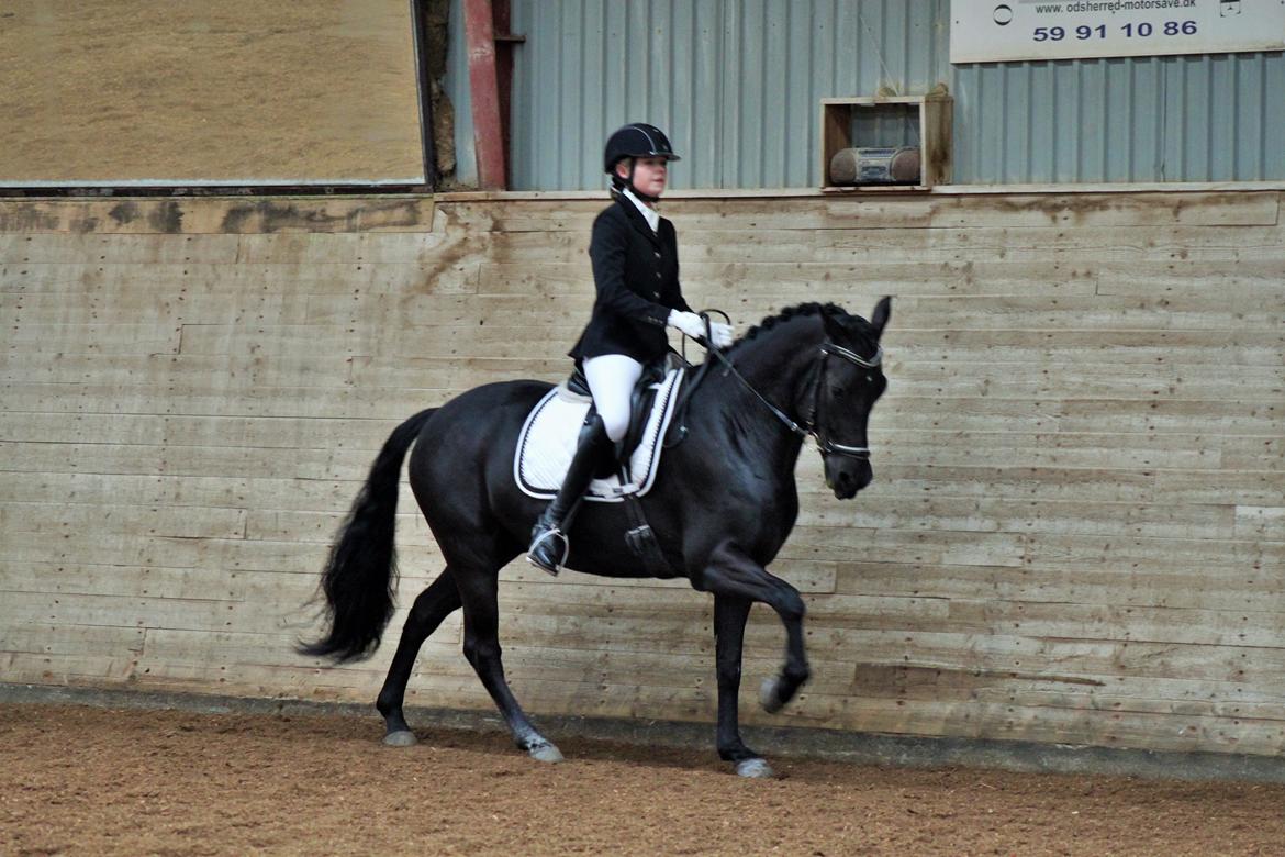 New Forest Hallinds Kaiser billede 6