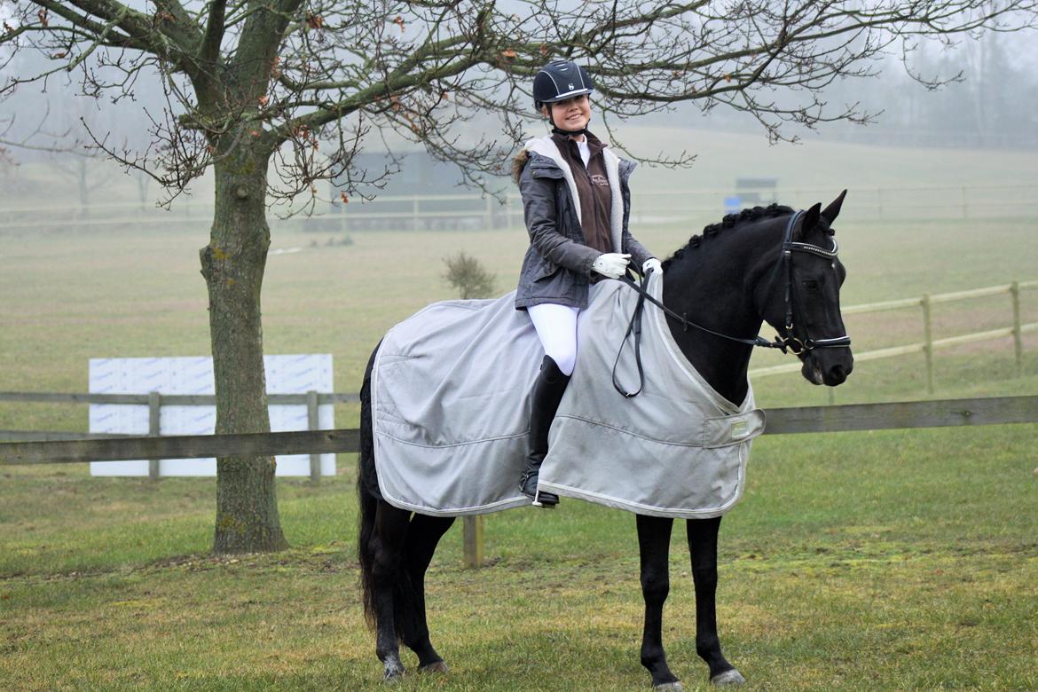 New Forest Hallinds Kaiser billede 20