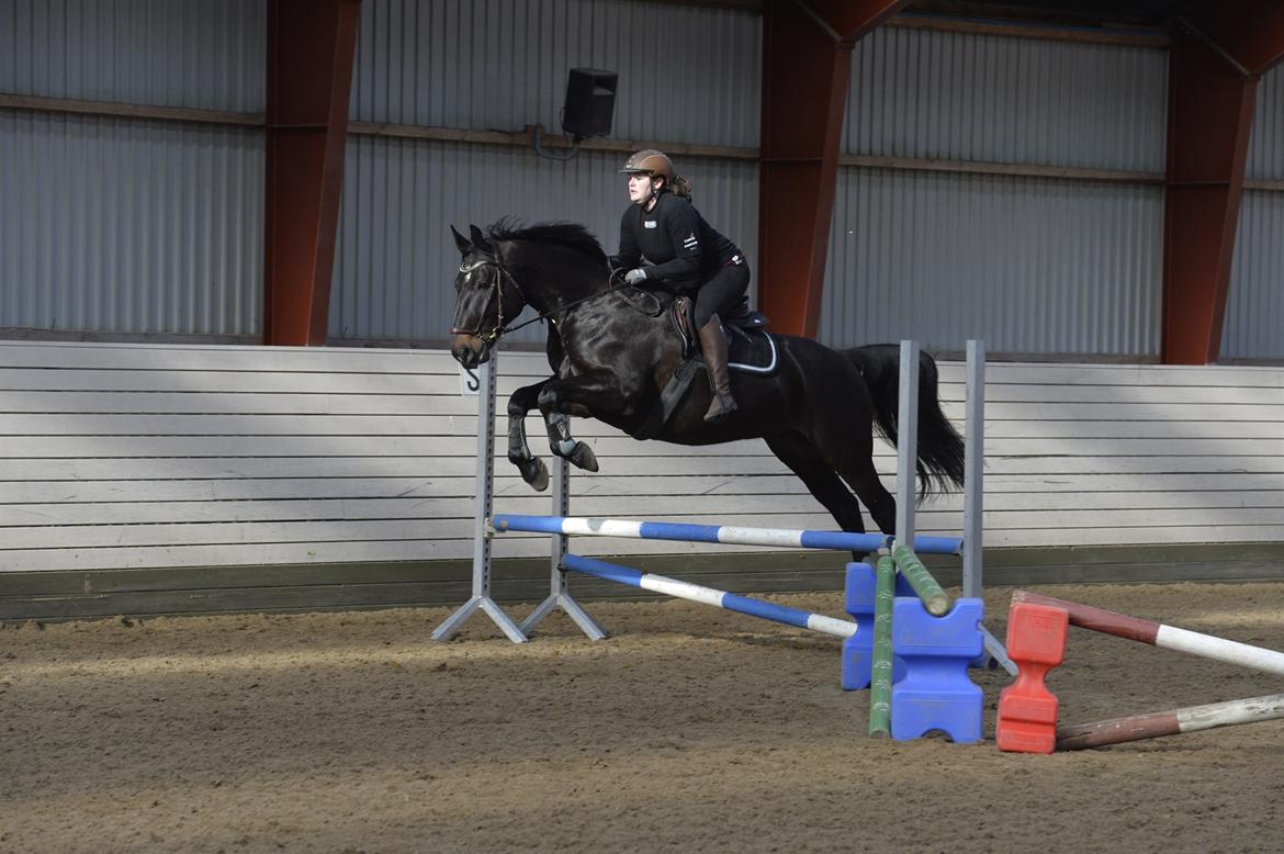 Oldenborg Santos af birkelund billede 3