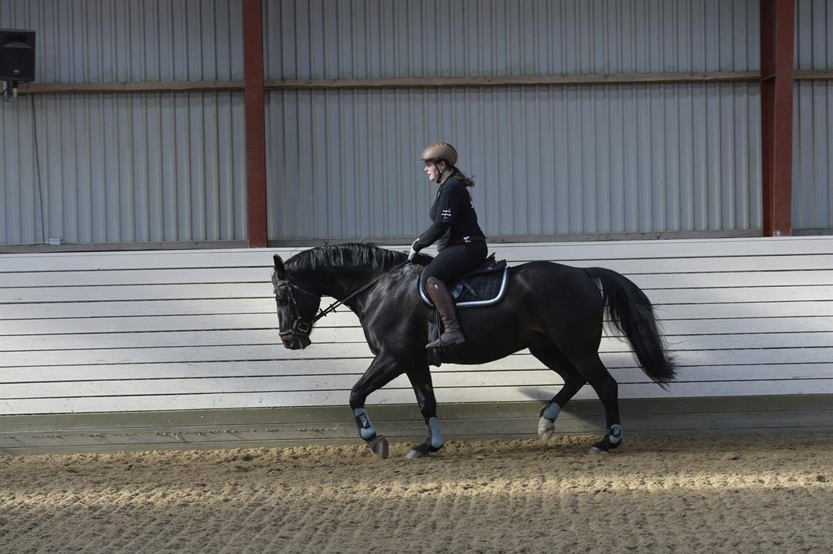 Oldenborg Santos af birkelund billede 22